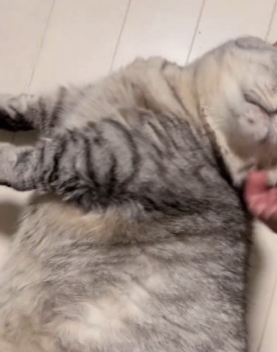 顔をかいてもらう猫