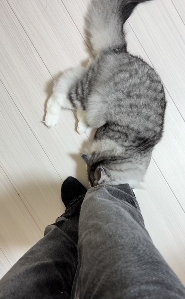 飼い主さんの足に噛み付くサイベリアン