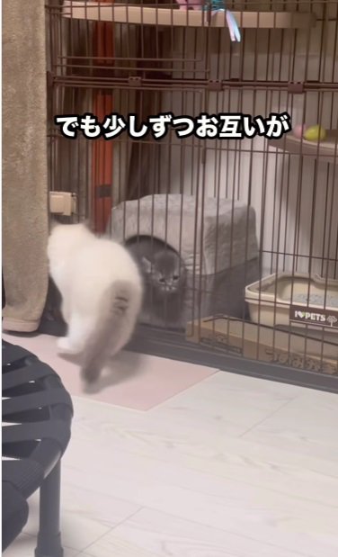 サークル越しの2匹