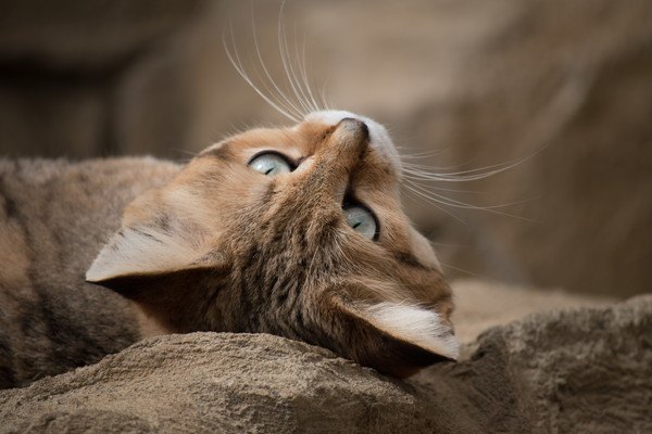 こちらを見つめる猫