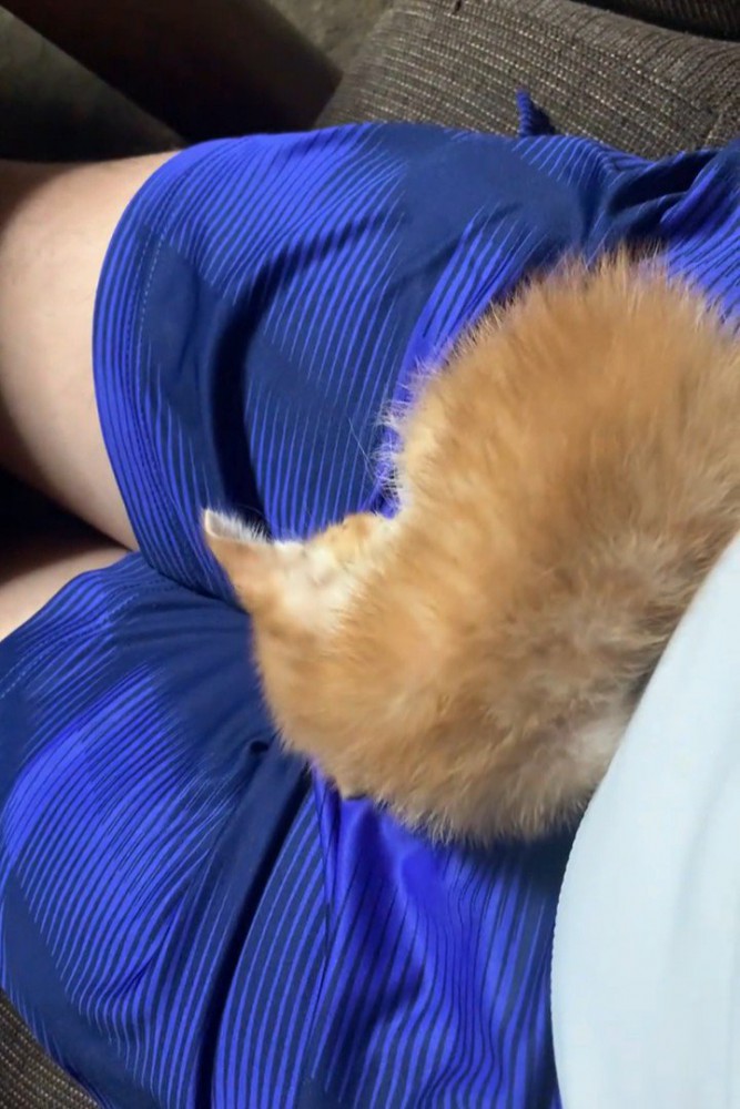 ひざの上で丸くなる子猫