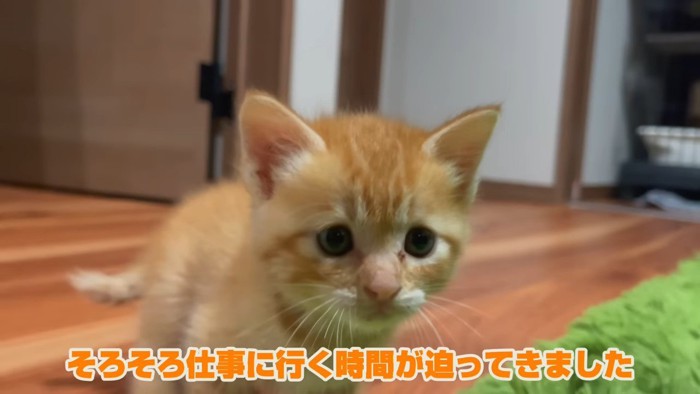 こちらに近づく子猫