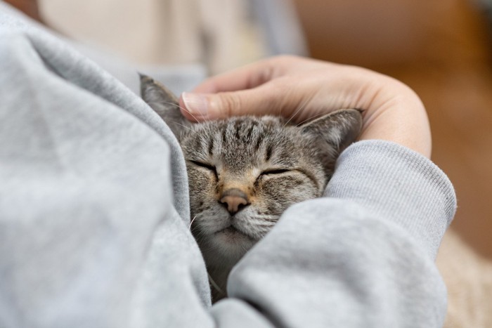 飼い主の腕の中でくつろぐ猫
