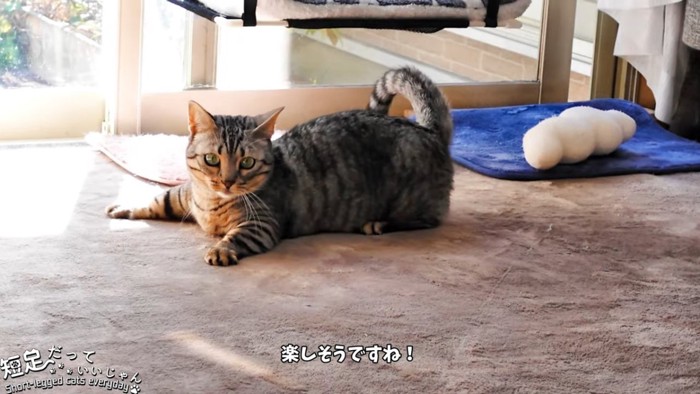 前足を伸ばして座る猫