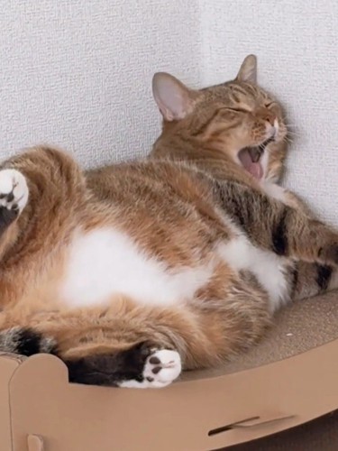 あくびをする猫