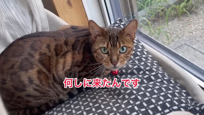 座る猫