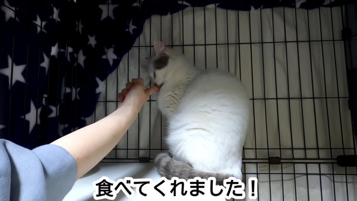 人の指をなめる猫