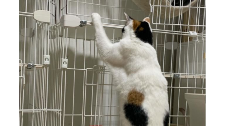 ケンカしている猫