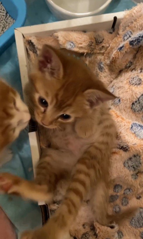 体をひねる茶トラと、茶白の鼻先