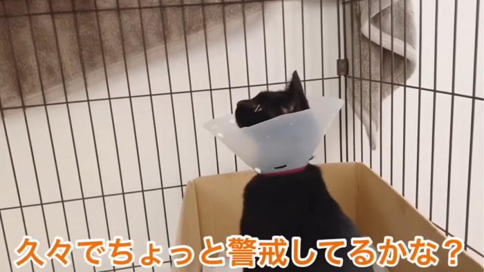 上を見上げる黒猫