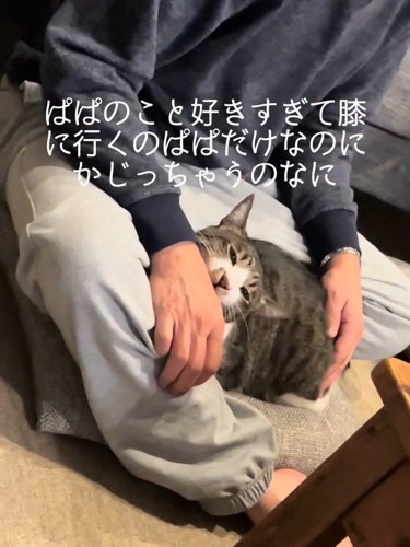 人の手を噛む猫