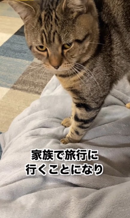 キジトラ猫