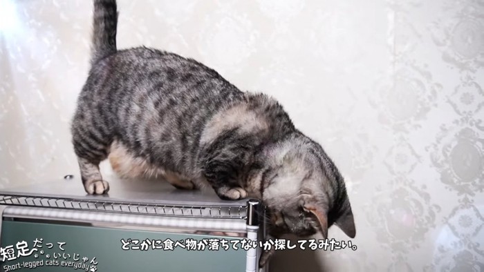 下を見る猫