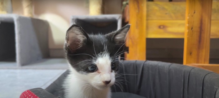 飛びかかろうとしている子猫%%飼い主さんを驚かせて