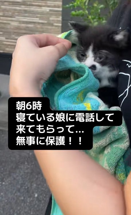 タオルでくるまれているハチワレ子猫