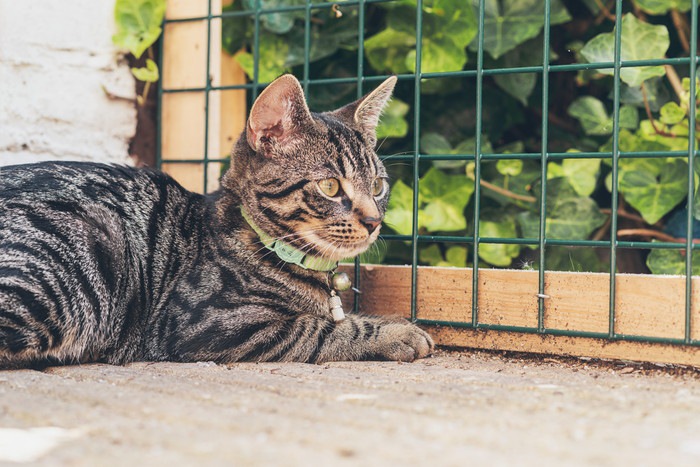 網の柵の前でしゃがむ猫