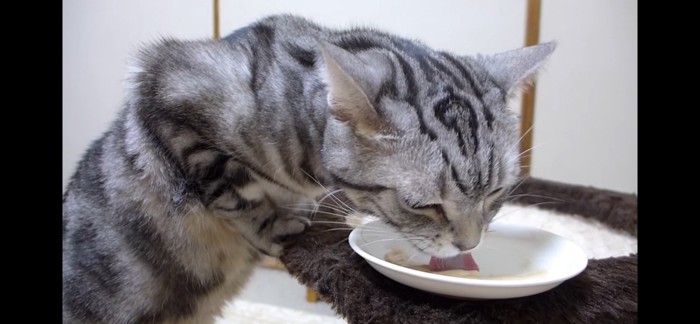 ちゅーるを食べる