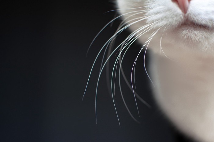 猫の片側のヒゲ