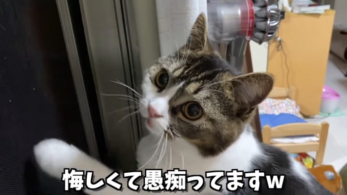 カメラの方を見る猫