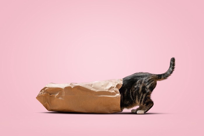 紙袋にもぐりこむ猫