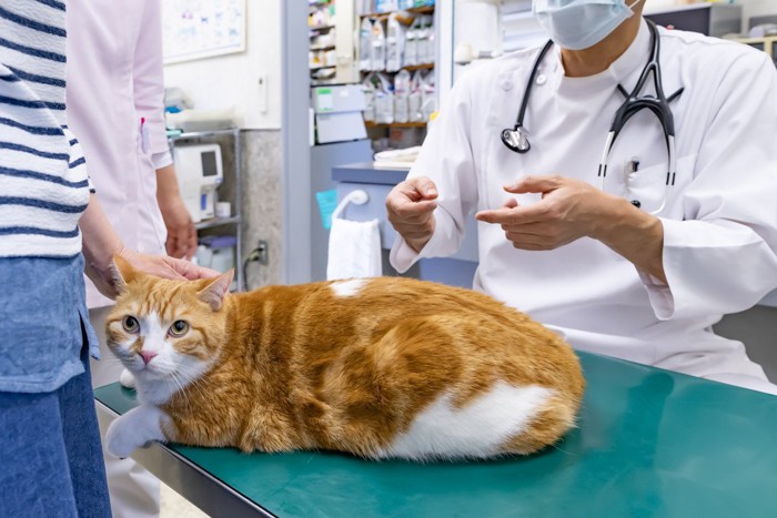 病院で診察を受ける猫