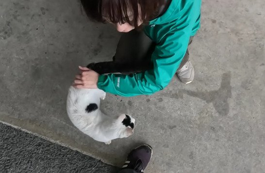 撫でられる猫1