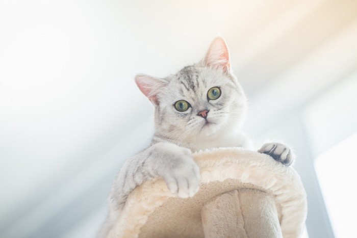 キャットタワーに居る猫