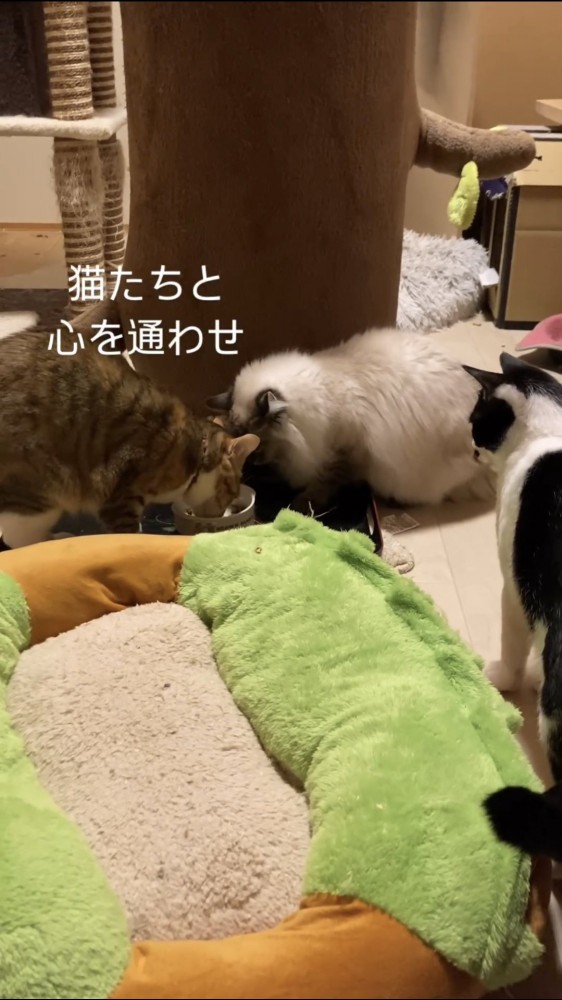 一緒に遊ぶ猫たち