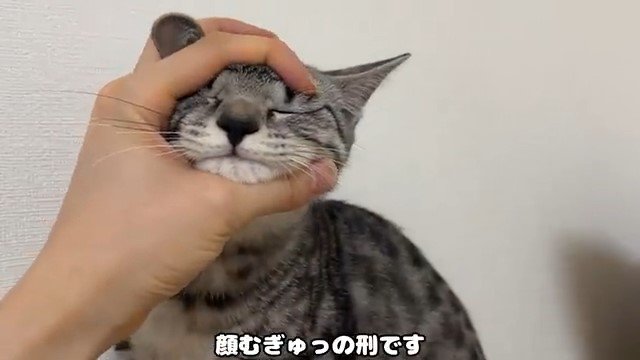 顔をつかまれて目をつぶる猫