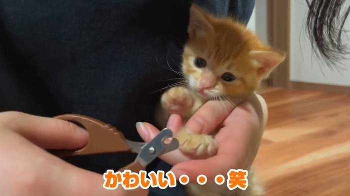 爪切りされている子猫