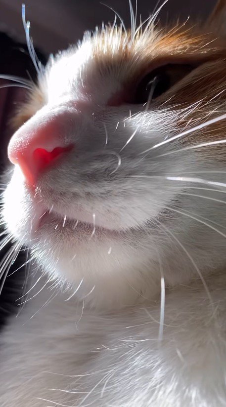 カメラから視線を外す猫