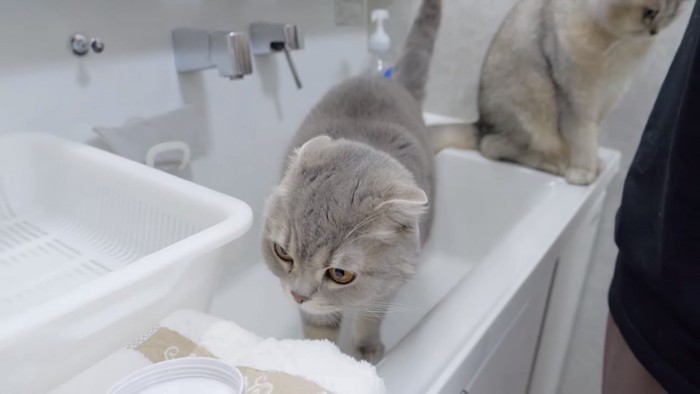 洗面台に猫が2匹いる写真2