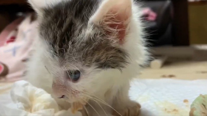 下を向く子猫
