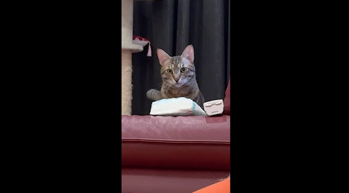 ソファの上