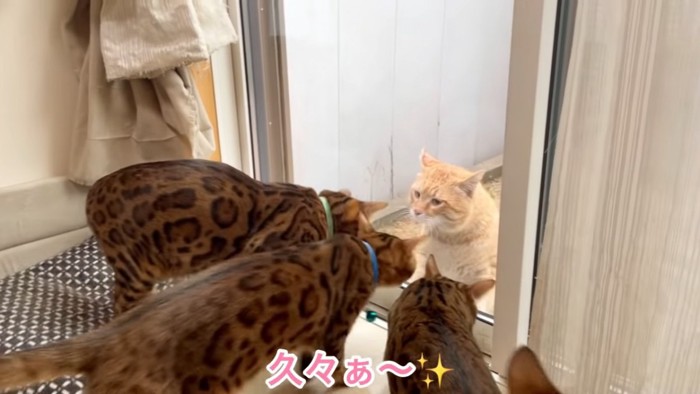 窓の外にいる猫を見る猫