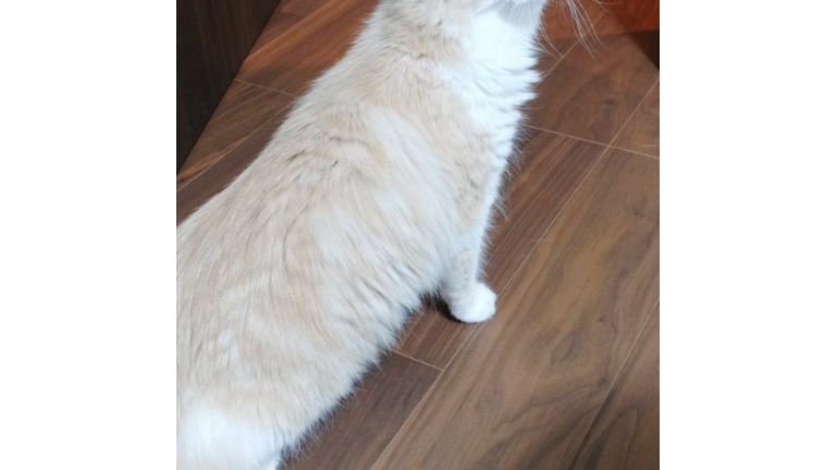 猫の体