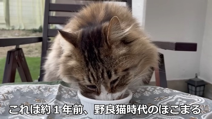 ごはんを食べる猫