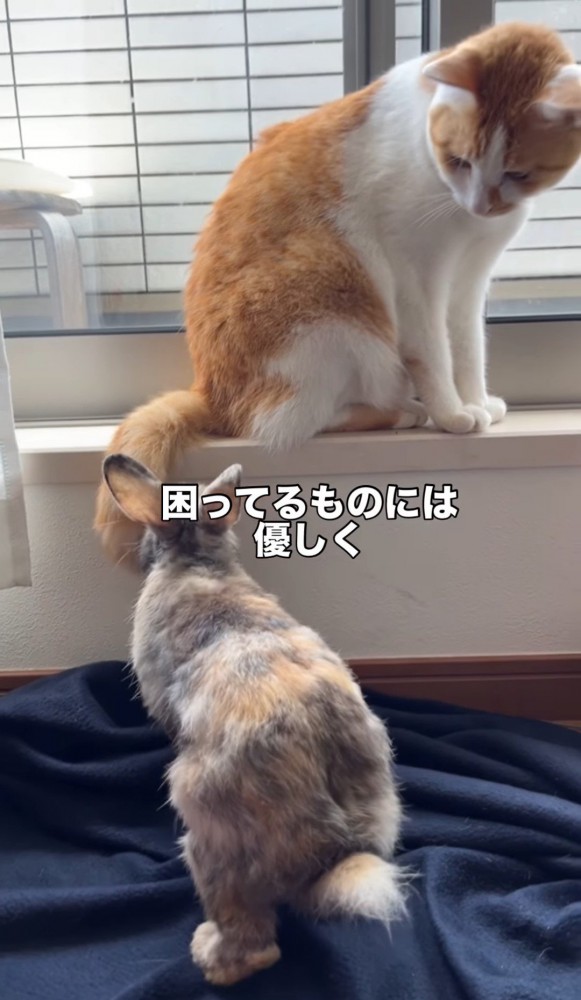 うさぎを見る猫