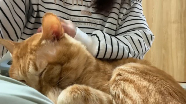 飼い主に撫でられる猫