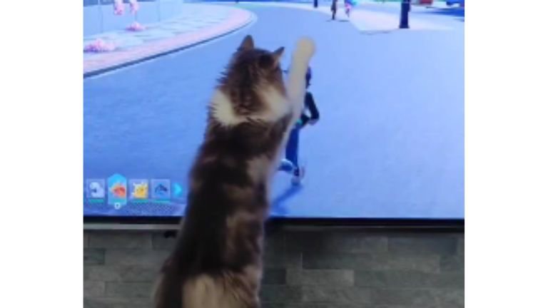 テレビ前にいる猫