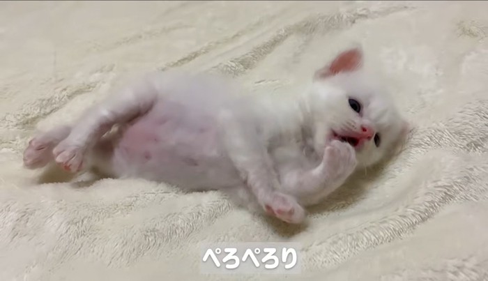 横になって毛づくろいしている子猫
