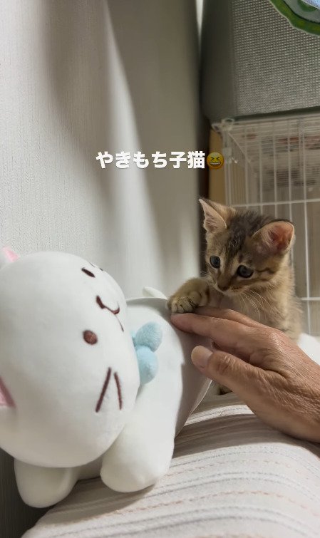 飼い主さんの手に手を乗せる猫