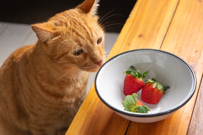 いちごが入ったボウルを覗き込む猫