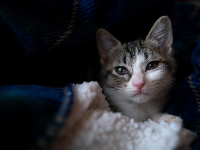 寂しそうな猫の顔