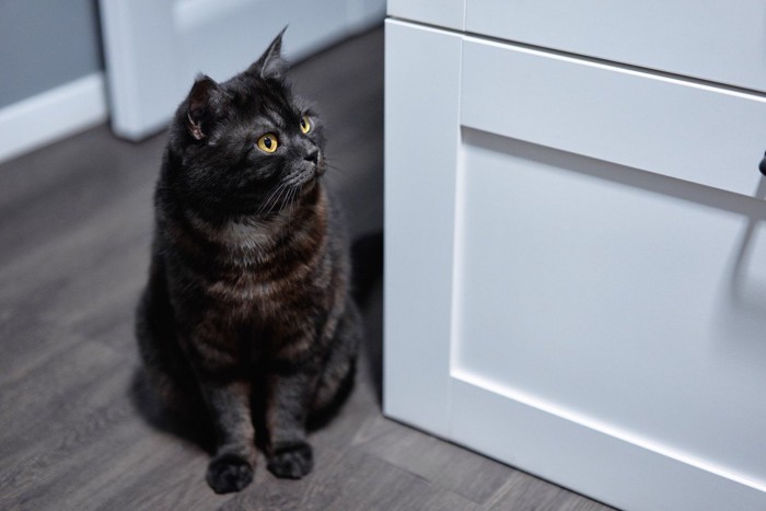 引き出しの前に座る猫
