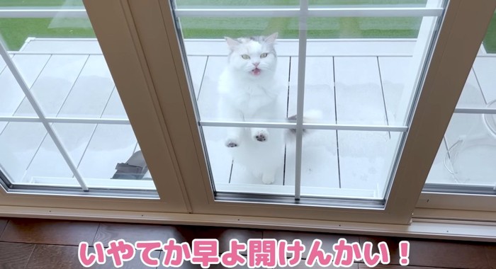 伸び上がる猫