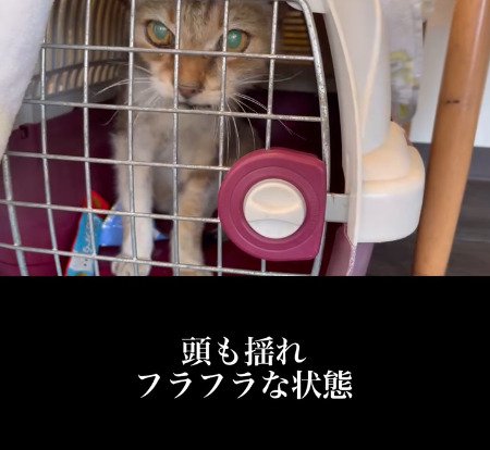 ケージの中から見つめる猫