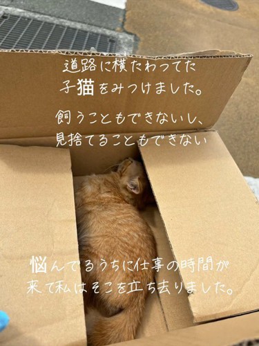 箱の中にいる子猫