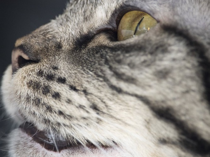 横を向いた猫のマズルのアップ