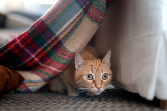 物陰に隠れて獲物を狙う猫